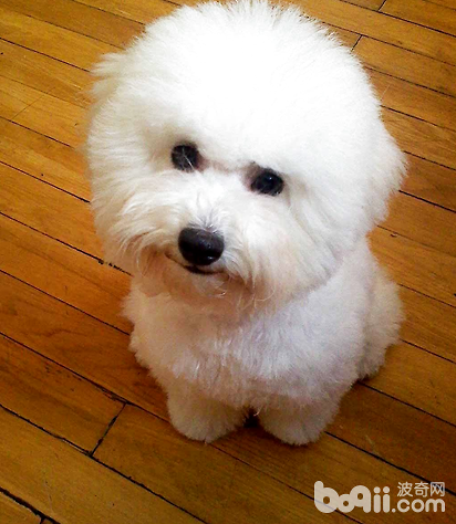 比熊犬要生病的14種癥狀，怎么判斷比熊生病
