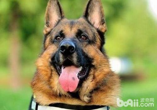德國牧羊犬的常見遺傳病有哪些