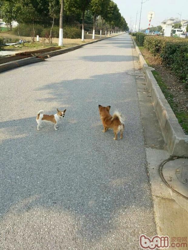 貓狗大戰之欺負狗狗的貓咪？
