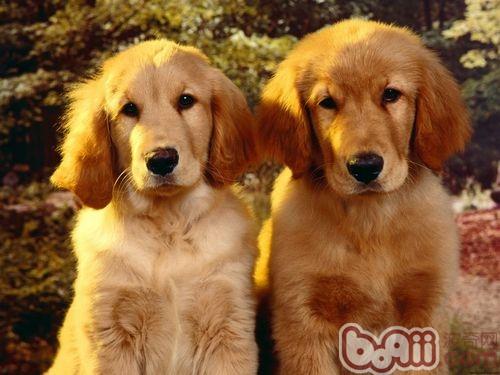 金毛犬有看家本領嗎