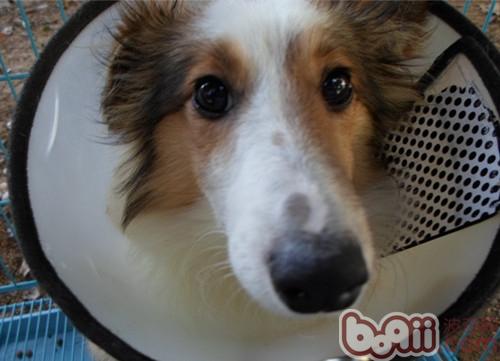 免疫—為犬<a href=/zhonglei/mao/ target=_blank class=infotextkey>貓</a>健康保駕護航