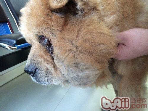 一例松獅犬耳道嚴重化膿的處置