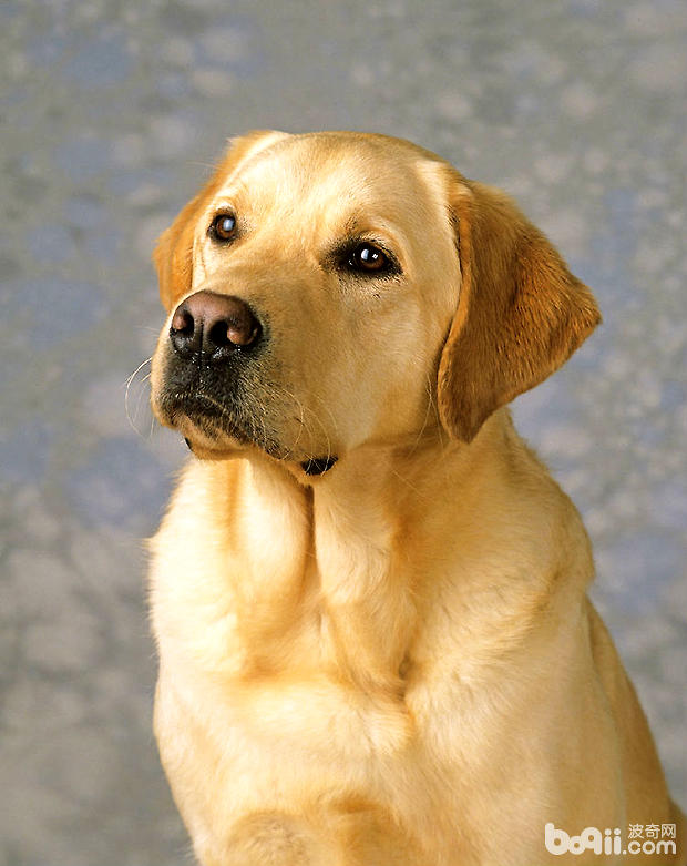 如何給拉布拉多犬做清潔護理