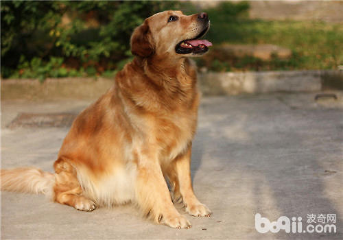 金毛犬驅蟲藥的品牌推薦