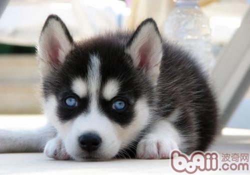 哈士奇幼犬的訓練方法