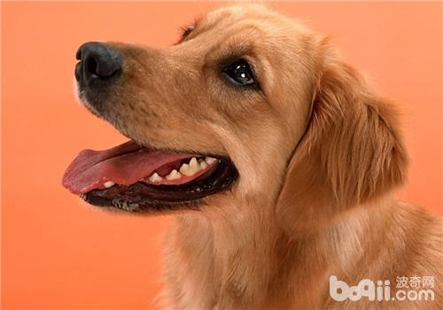 犬翻腸子的癥狀表現