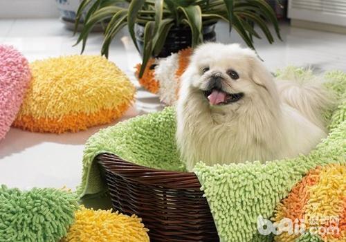 京巴犬的常見問題有哪些