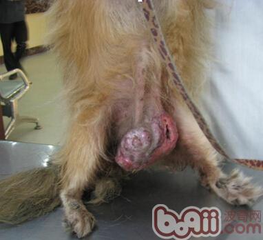 犬乳腺腫瘤的防治方法