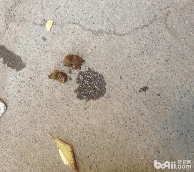 一例泰迪犬便秘的處置辦法