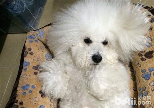 犬腹膜炎的病因分析