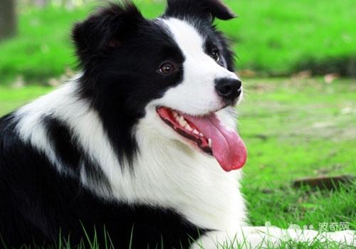 邊境牧羊犬容易訓練嗎