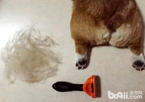 狗狗一直掉毛的原因，為什么狗狗一直掉毛？