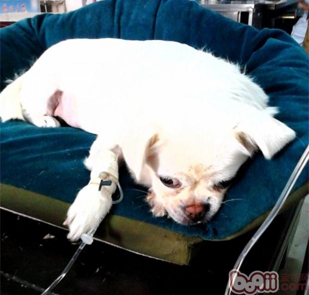 犬膀胱結石的診療及預防