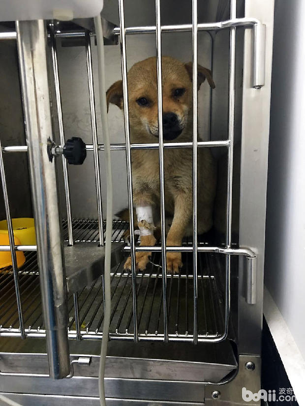 中華田園犬子宮蓄膿的診治
