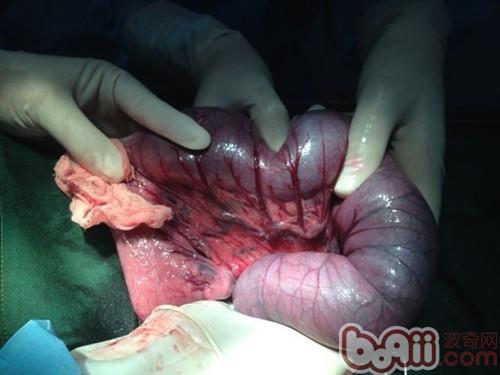一例牧羊犬嚴重腸套疊病例分析