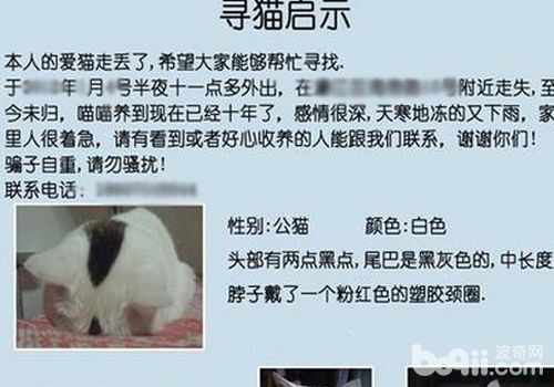 貓咪走丟怎么辦