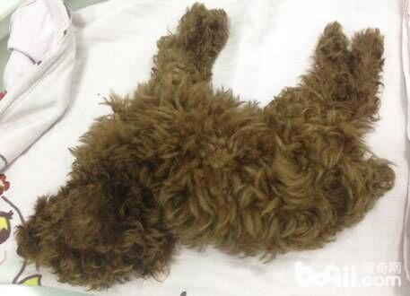 犬鼠藥中毒癥的癥狀及治療