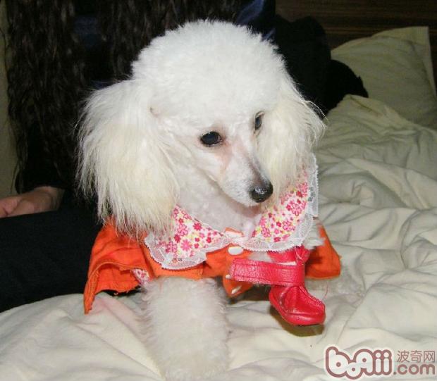 對于狗狗的環境鍛煉