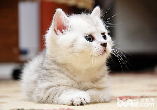 飼養<a href=/zhonglei/mao/ target=_blank class=infotextkey>貓</a>咪不可忽視的幾個方面