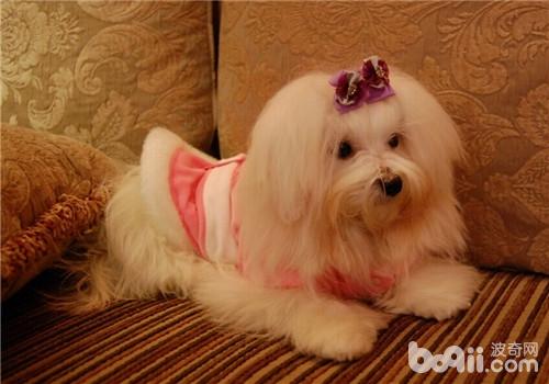 犬腰椎鍵盤突出的護理要點