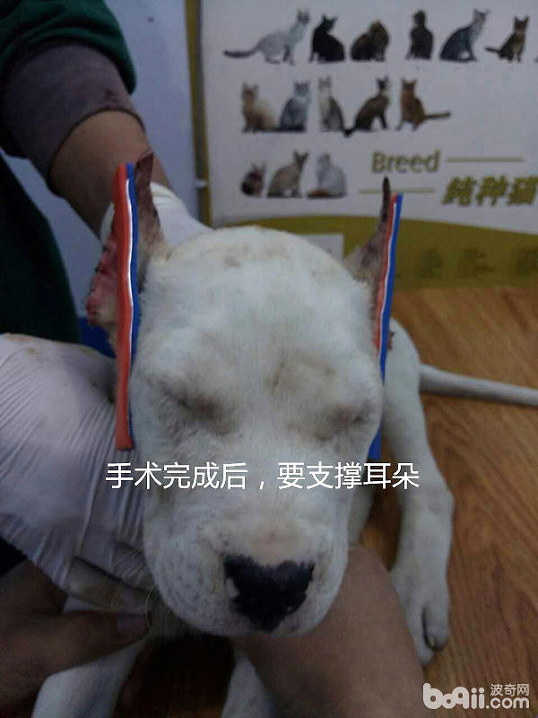 杜高犬的立耳手術案例