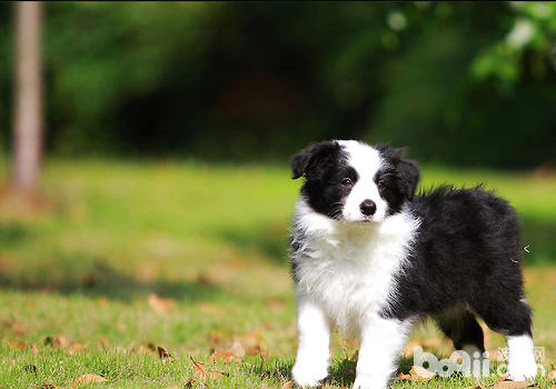 如何預防犬風濕癥