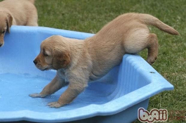 狗狗美容從幼犬開始