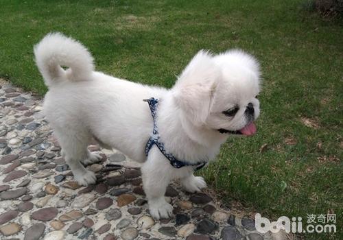 京巴犬的常見問題有哪些