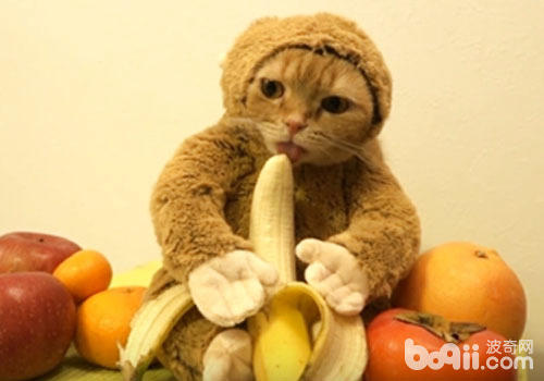 貓咪新式打扮技巧：猴年扮猴