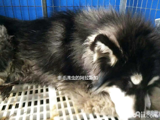 毛滴蟲引起的犬腸套疊腸出血