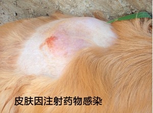 造成狗狗有體味的4大原因