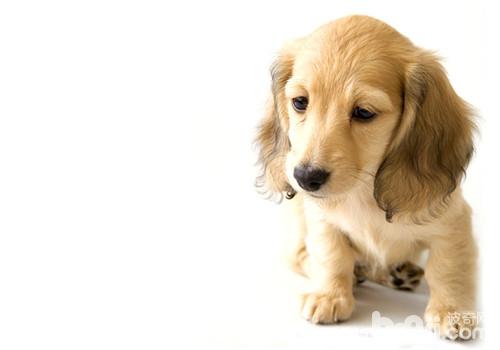 犬慢性胃炎的病原體介紹