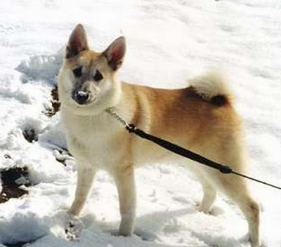 挪威布哈德犬的性格 該犬性格比較急躁