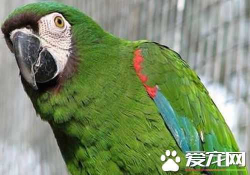 栗額金剛鸚鵡如何分出公母 觀看頭型可以分辨出來