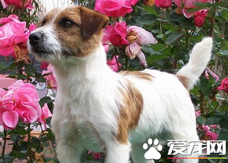 杰克羅素梗掉毛很嚴重 導致杰克羅素梗掉毛的原因