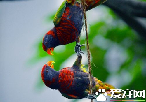 黑頂吸蜜鸚鵡如何分辨公母 公的鸚鵡體色比較紅