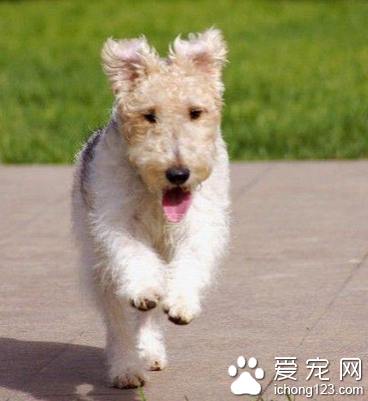 獵狐梗的形態特征 足爪與前軀相同