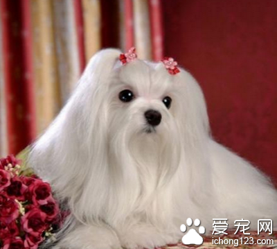西施犬的特征 全身披有華麗的長毛