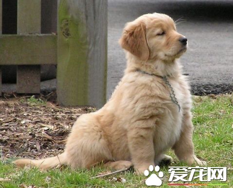 金毛尋回犬一般吃什么 金毛尋回犬主要吃什么