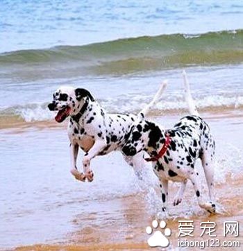 大麥町犬怎么選 了解該犬的外形特征