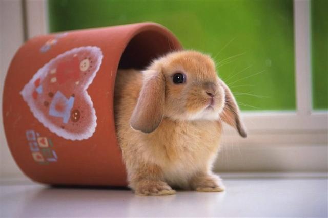 如何養寵物兔？寵物兔飼養須知