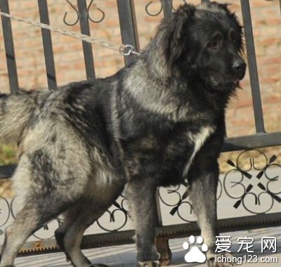 高加索犬聰明嗎 有很高的忠誠度