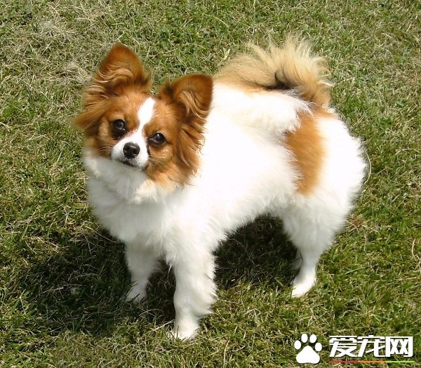 蝴蝶犬長多大 標準的身高雄性在20到30厘米