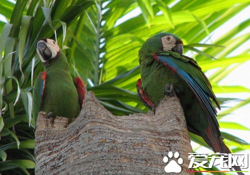 栗額金剛鸚鵡會說話嗎 栗額金剛鸚鵡說話能力
