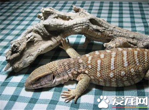 平原巨蜥生長速度 平原巨蜥的生活環境