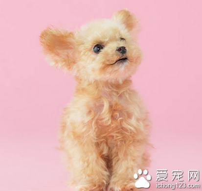 哪種小型犬聰明 玩具貴賓較聰明