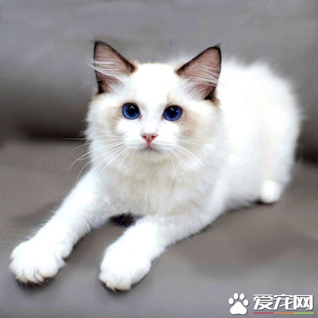 暹羅貓和布偶貓配種 胡亂給貓咪配種后果很嚴重