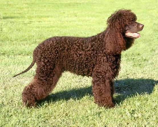 愛爾蘭水獵犬的形態特征 體型中等外表威風