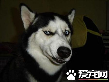 哈士奇幼犬吃什么狗糧好 麥頓狗糧是不錯的選擇