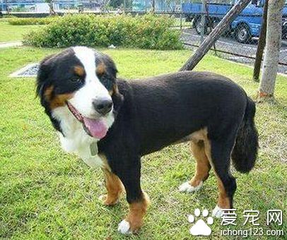 大瑞士山地犬的特點 該犬精力充沛